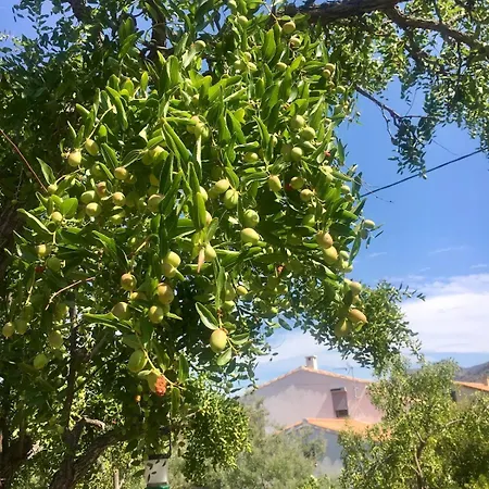 Semesterbostad Typical Corsican With Garden