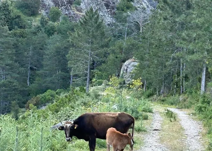Сasa de vacaciones Typical Corsican With Garden